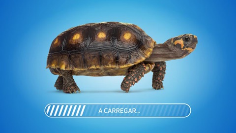 tartaruga a andar